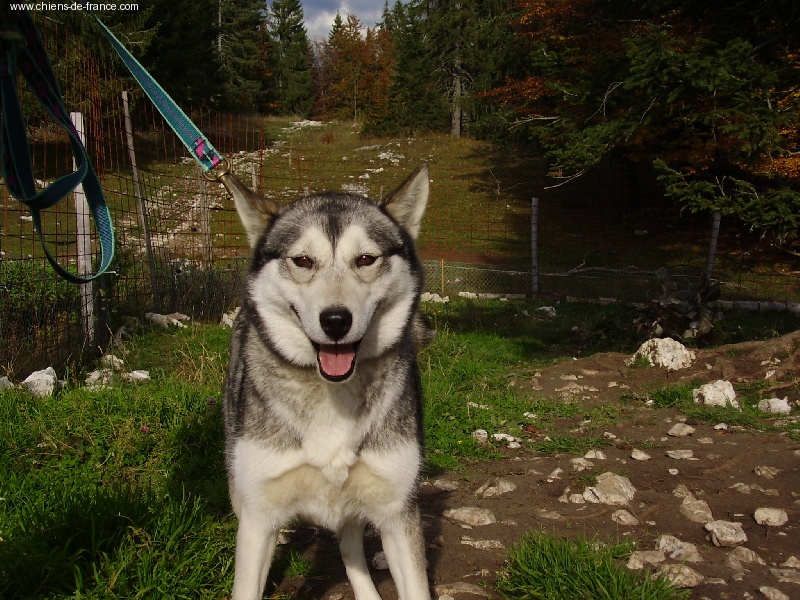 Vanille Des Loups De L'Etoile Polaire