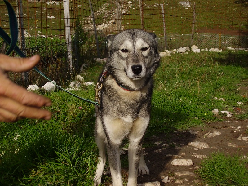 Valdaïa Des Loups De L'Etoile Polaire