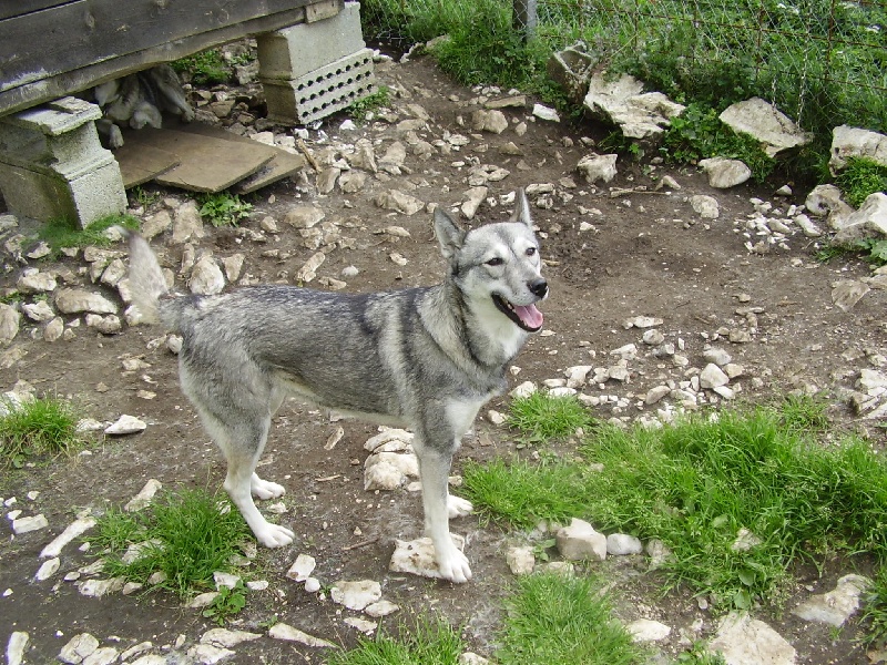 Verskaïa Des Loups De L'Etoile Polaire