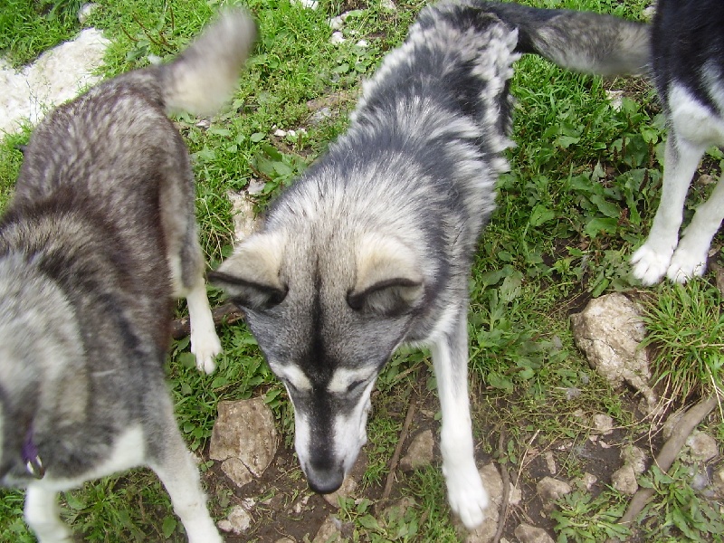 Alaska Des Loups De L'Etoile Polaire