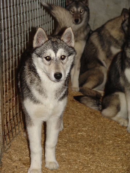 Chiwak Des Loups De L'Etoile Polaire