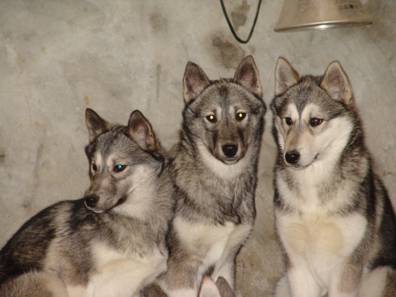 Carmen Des Loups De L'Etoile Polaire