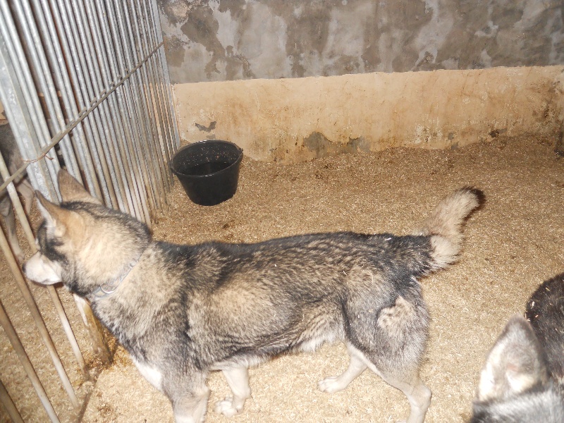 Chinook De blau fontein