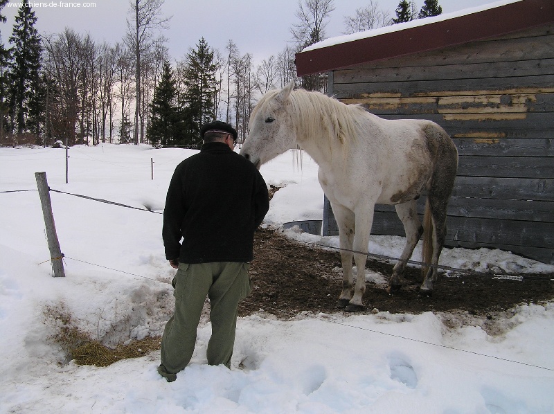 Les ânes, le cheval, les chats